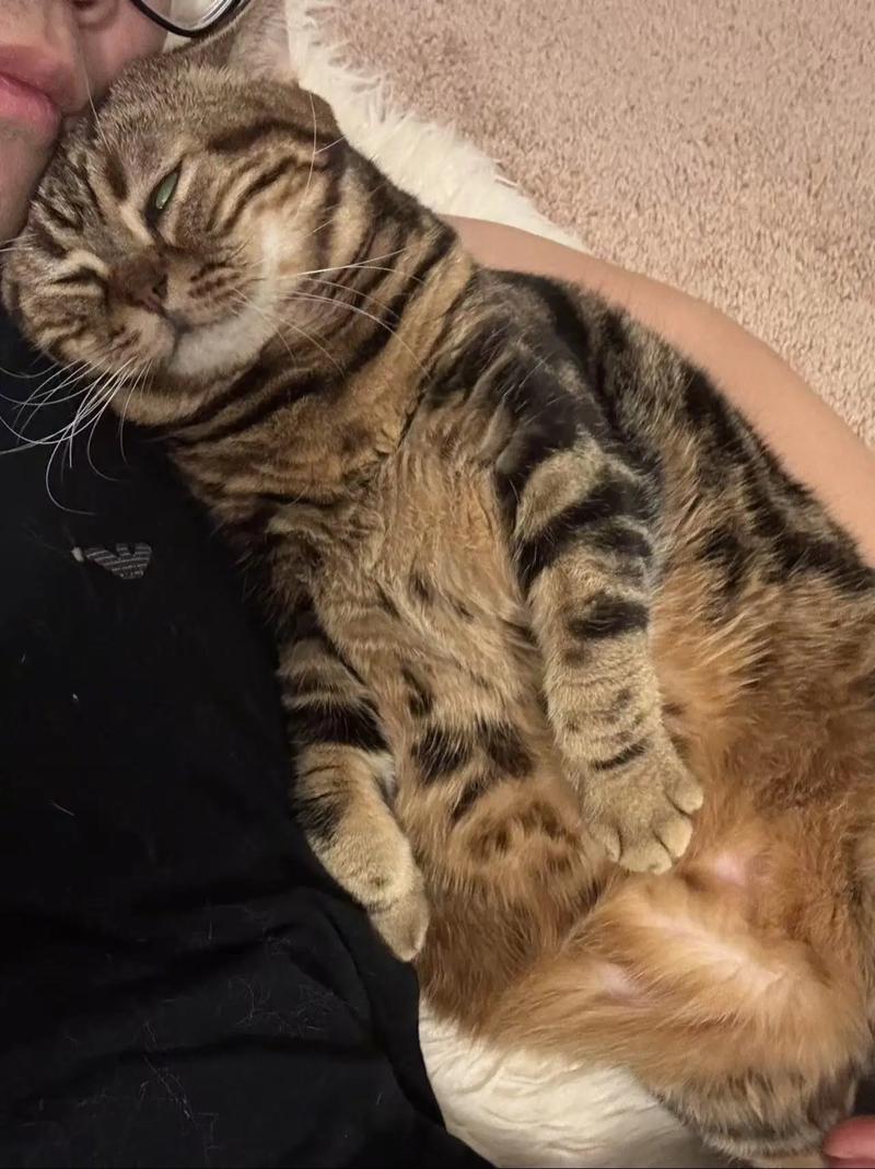 温和易养，还有大蓝眼长毛品种可选（棕色短毛猫的品种）
