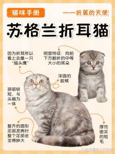 真假折耳猫怎么分？看爪鞘关节眼神反应（假折耳猫和真折耳的区别）