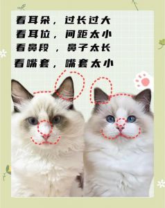 甜美黏人需细养（布偶猫的优点和缺点）