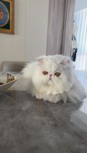 温顺粘人，需细心照顾（波斯猫是什么样的猫）