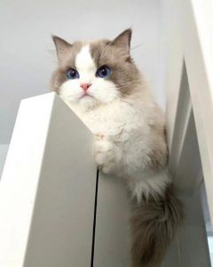 训练+安全感是关键（布偶猫会跟陌生人走吗）