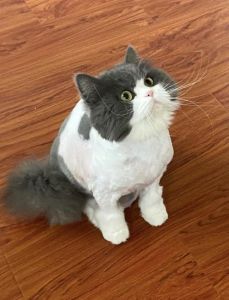 猫剃毛利弊大，科学度夏更安全（给猫剪毛好不好）