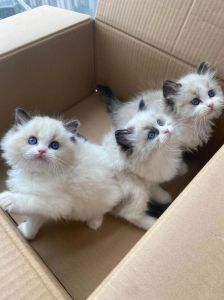活泼布偶猫怎么养？（布偶猫布偶猫舍这些小猫咪真的太活泼啦）