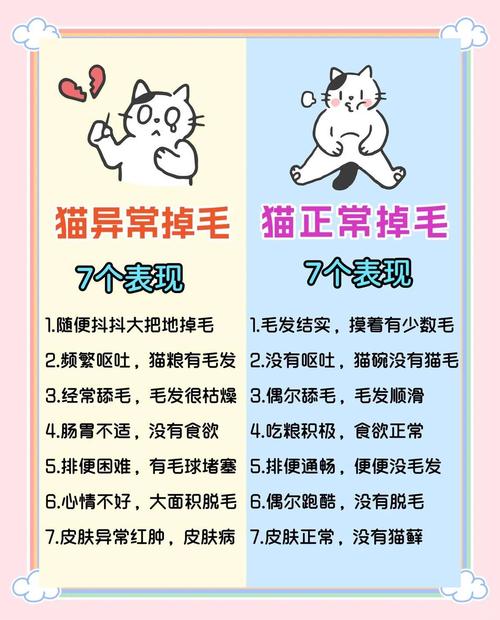 猫咪掉毛怎么办？科学护理来搞定！（猫掉毛最好的解决办法是什么）