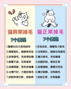 短毛猫也掉毛，正常护理很重要（短毛猫掉毛吗）