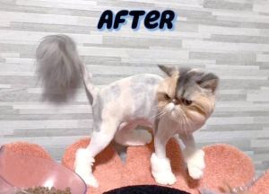 科学养猫，别给猫咪剃毛（猫毛可以剪短一点吗）
