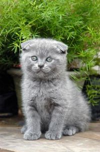 英短折耳猫有遗传病，养它有伦理问题（英短折耳猫真不能养吗）