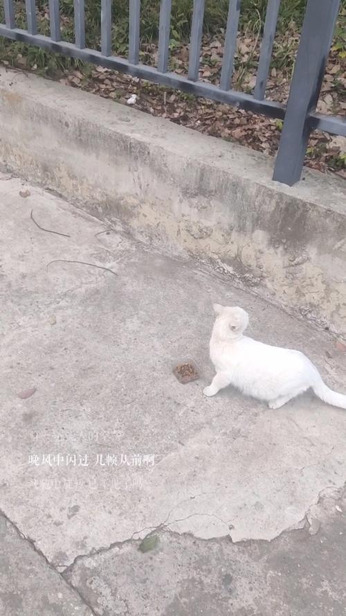 街头英短猫，黑白优雅照（白色短毛猫街头照片）