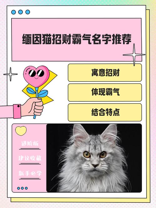 缅因猫招财？信仰问题，猫更安静可爱（缅因猫是招财还是破财）