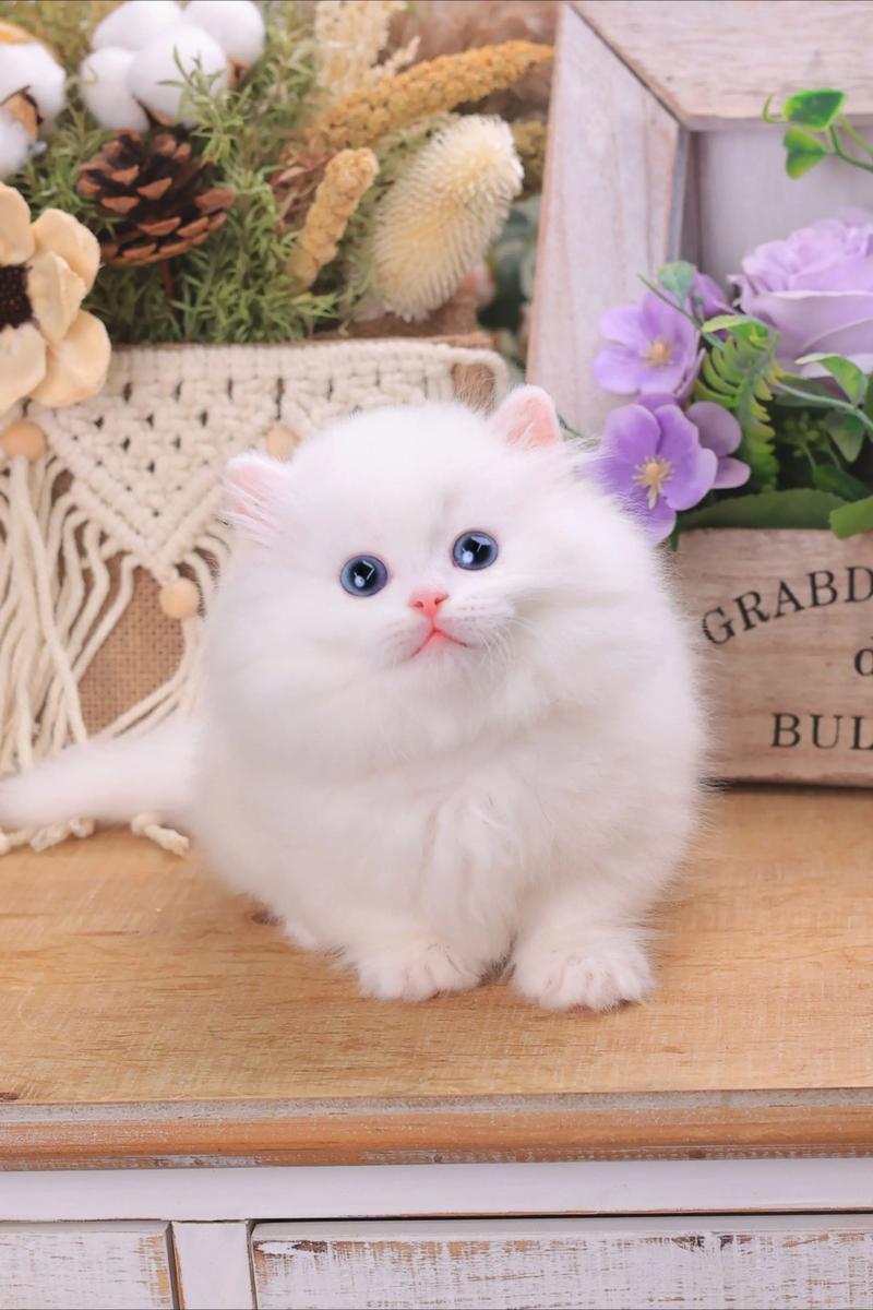 优雅活泼的宠物伴侣（白色的长毛猫蓝眼睛）