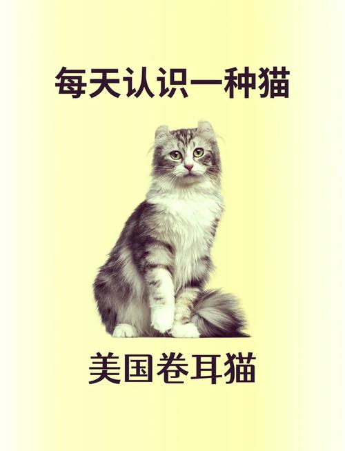 耳朵与健康的区别（卷耳猫和折耳猫区别）