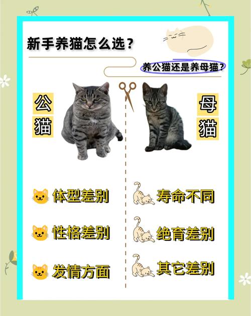 选公猫还是母猫？看喜好预算和性格（养猫新手养公还是母的好）