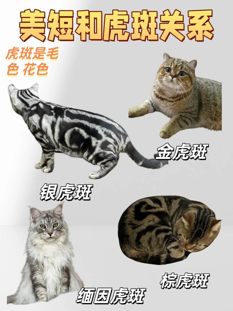虎斑猫与混血猫（虎斑猫分几个品种图片）