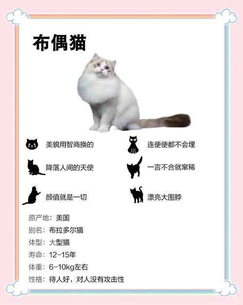 布偶猫温顺易养，选对方法很重要（为什么布偶猫养不熟）