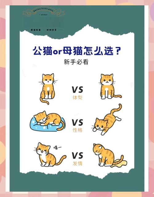 公猫母猫怎么选？看颜值性格，健康眼缘更重要（小猫咪养公的还是母的）