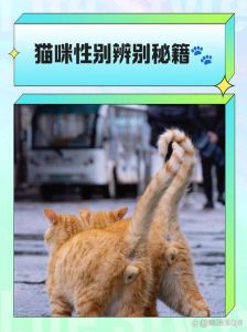 关注毛发变化，给予更多陪伴与耐心（怎样判断猫是不是老猫）