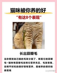 保湿保暖防感染，伤口护理很重要（猫剃毛最忌三个东西）