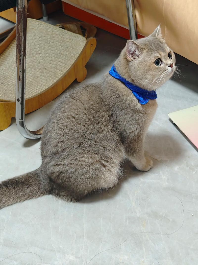 银渐层虽美但掉毛易病，需细心照顾（渐层小猫的照片）
