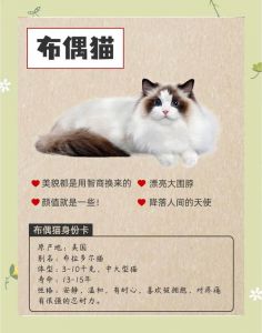 布偶猫爱高处晒太阳，常夜不宁？多陪伴，规律作息，饮食管理（布偶猫如何让它不安静不发疯）