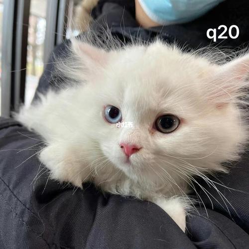 优雅高贵，慵懒美食家（异瞳波斯猫q版图片）