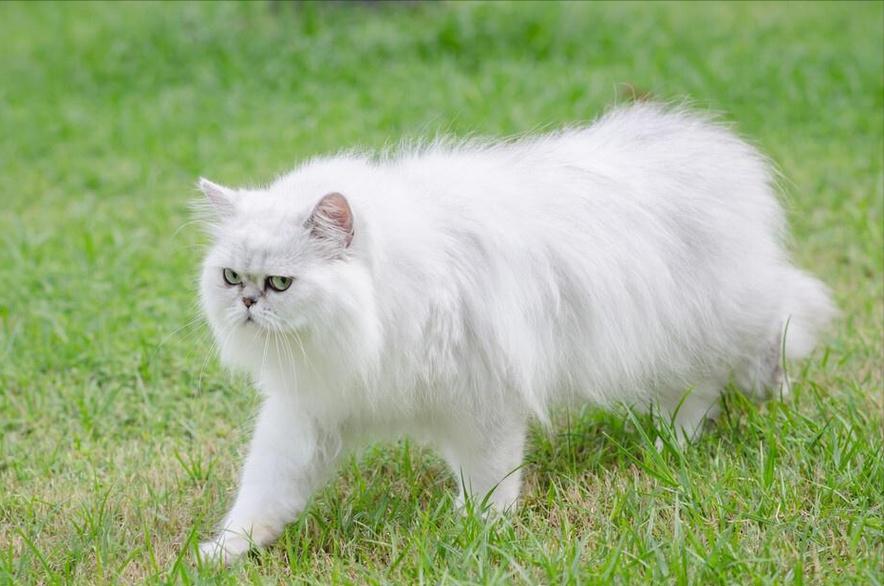 养波斯猫缺点多，泪痕毛发健康都不省心（波斯猫为什么不能养）