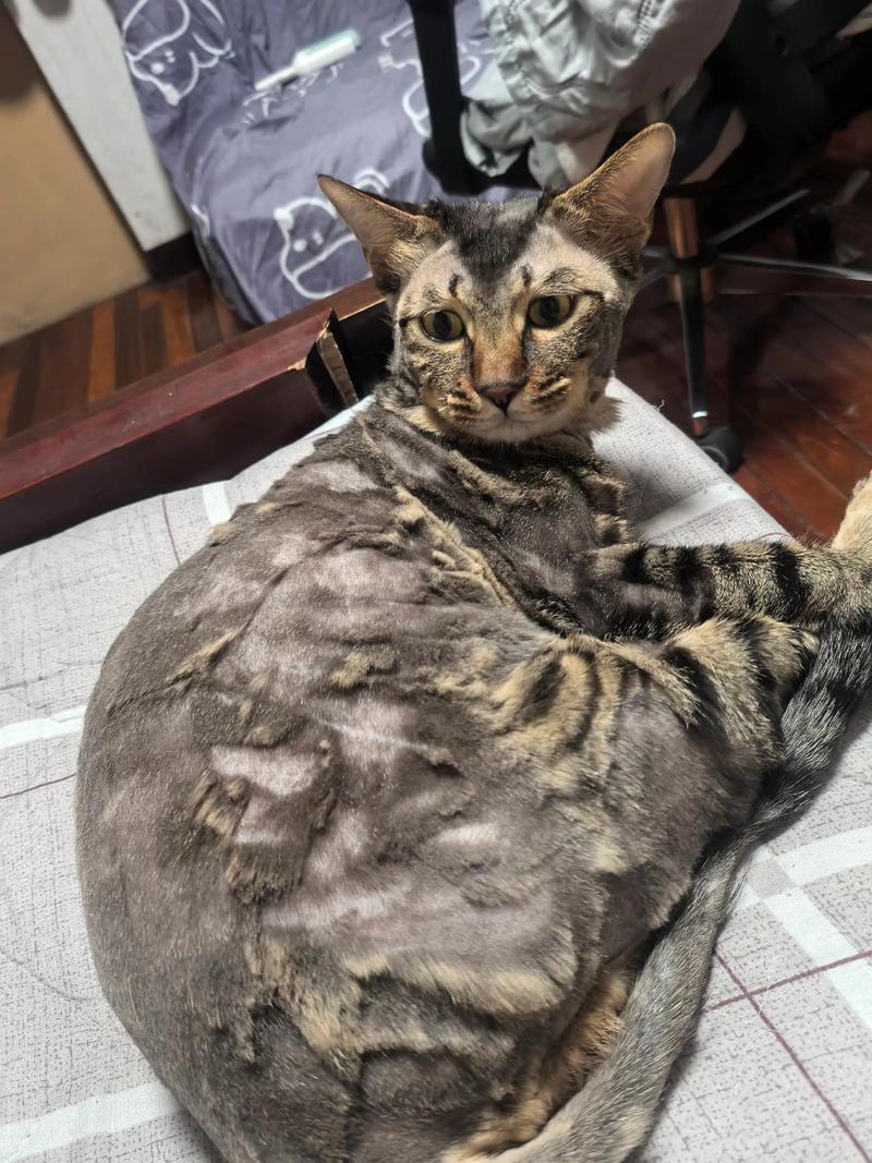 剃毛长毛猫？弊大于利要当心（给长毛猫剃毛有坏处吗）