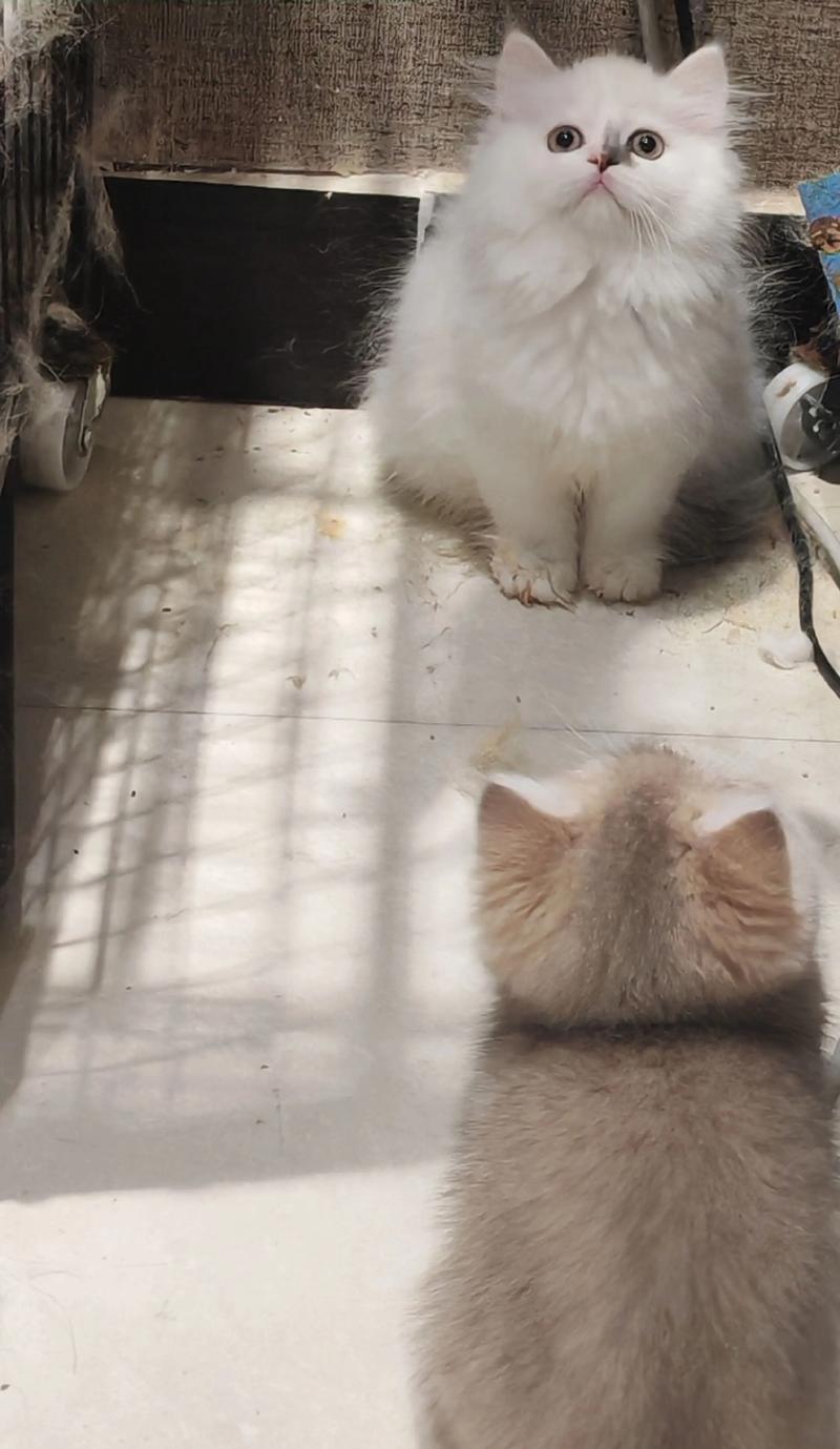 拿破仑猫饮食梳毛防滑，健康隐患多定期检查（养拿破仑猫的十大禁忌）