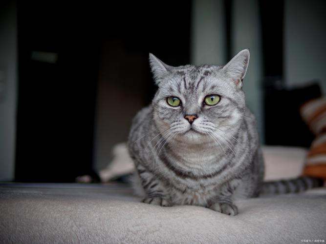 网红短腿猫Munji三角坐姿走红，治愈系萌猫太可爱！（韩国短毛猫图片）