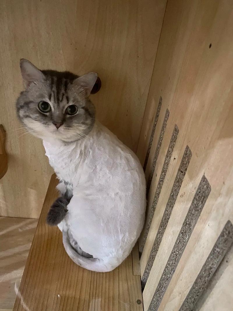 夏天剃猫毛不科学，小心晒伤中暑！（猫夏天剃毛吗）