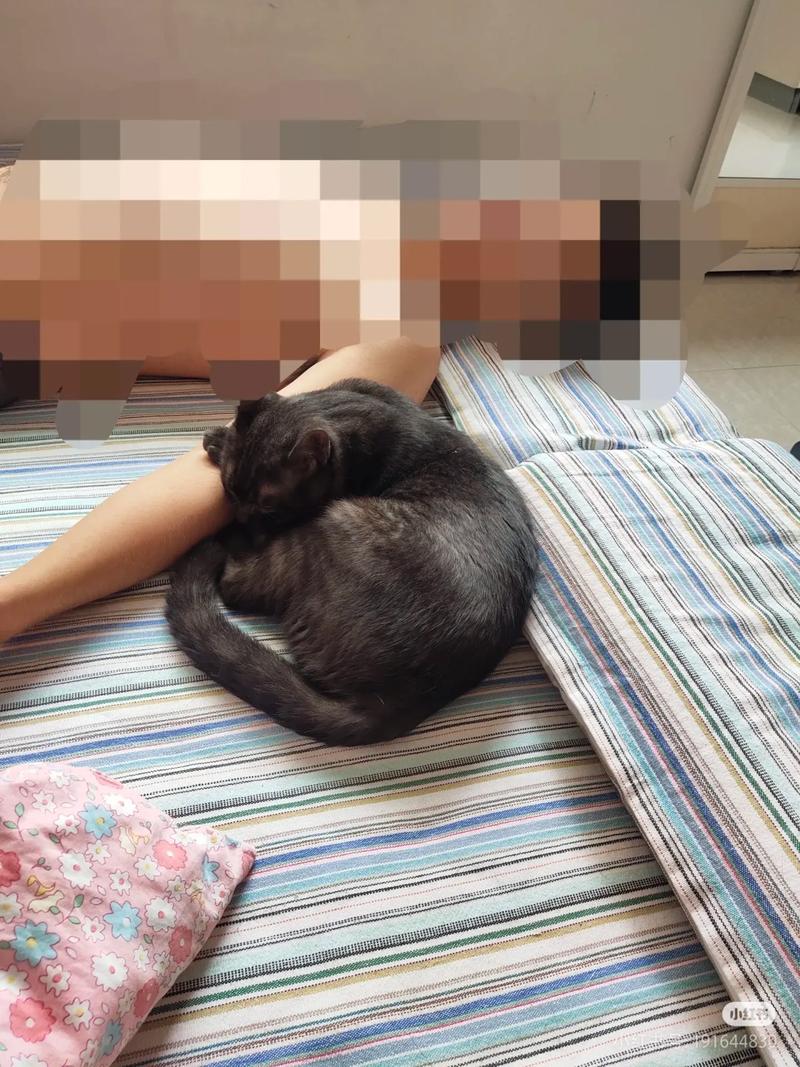 串串猫价格80-300元，看品种洋血，选健康家，勿只重价（串串猫多少钱一只图片简单）