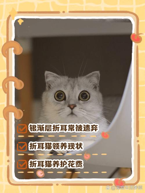 可爱背后健康风险，养护责任要承担（折耳猫和英短的串的优缺点）