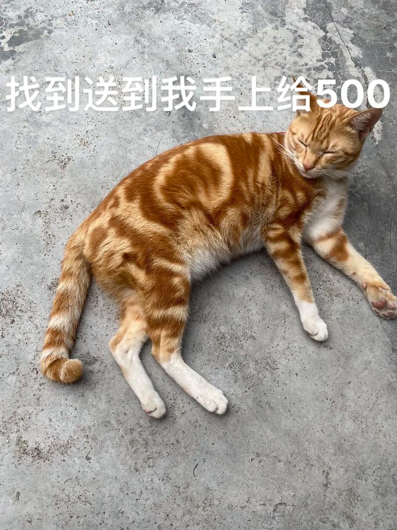 随和亲人，爱爬高晒太阳（橘虎斑猫）