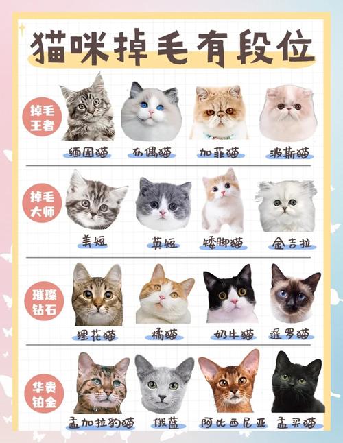 猫咪掉毛多吗？不同品种差异大（猫掉毛排行榜前十名）