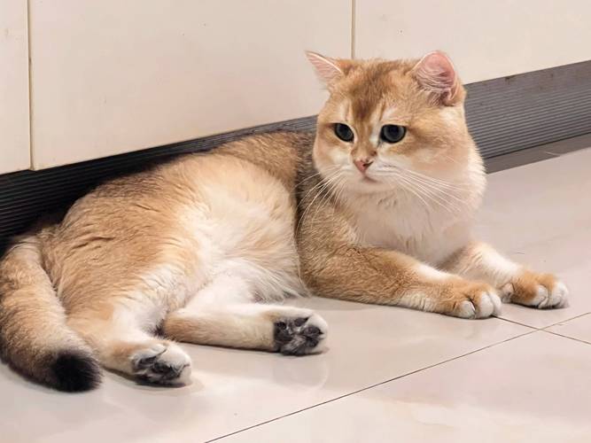 亲人易养，理想家庭伴侣猫（英国短毛猫图片）