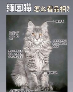 大只萌猫的养宠烦恼（缅因猫为什么不建议养）