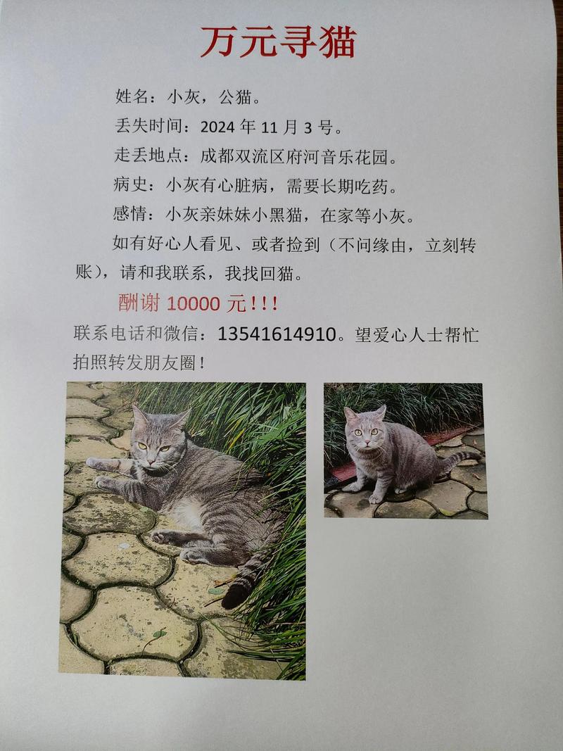 走失猫咪24小时黄金自救指南（猫丢了找猫的窍门）