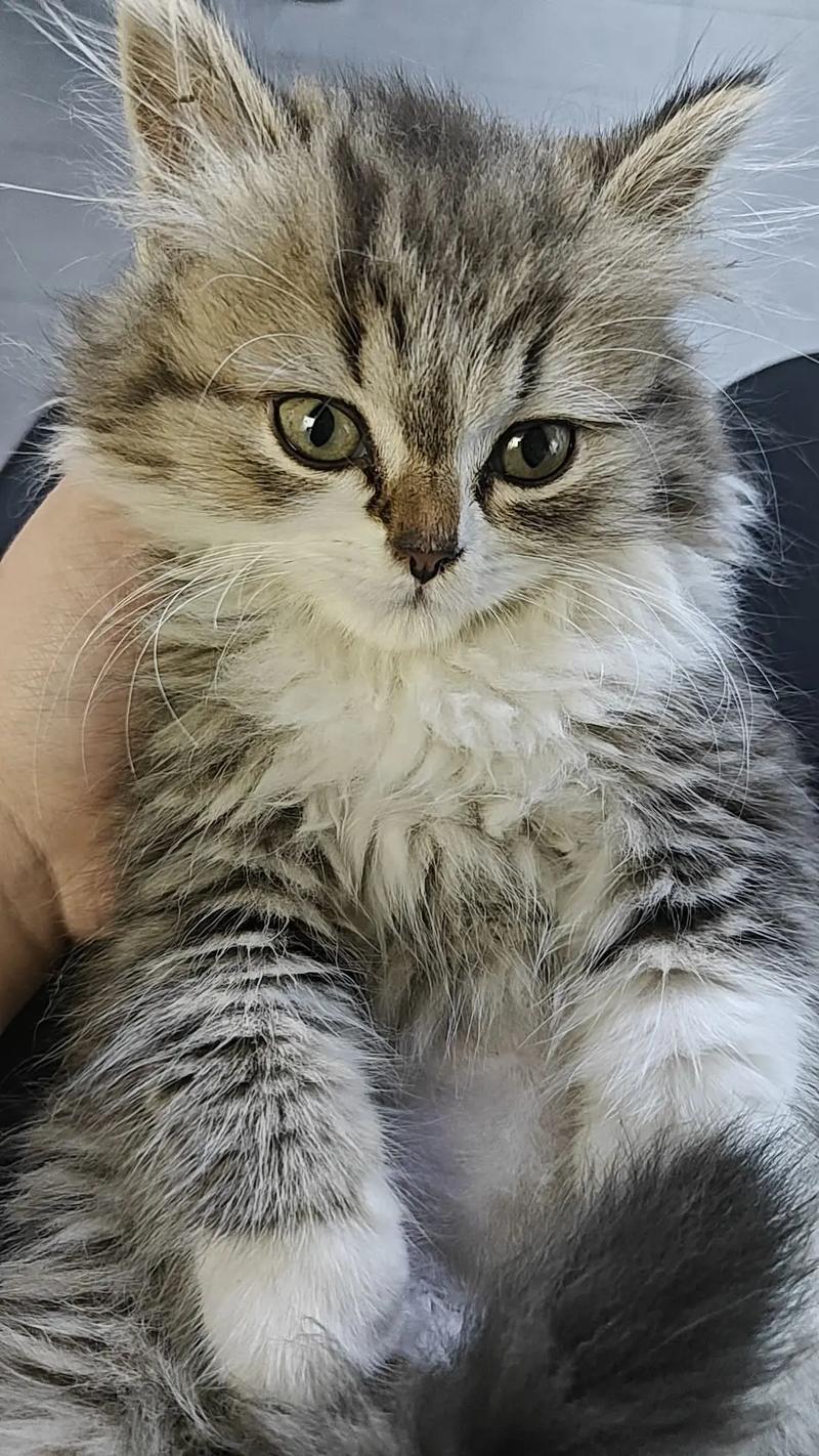 长毛猫夏季修剪指南，散热防晒两不误（长毛猫可以剃毛吗）