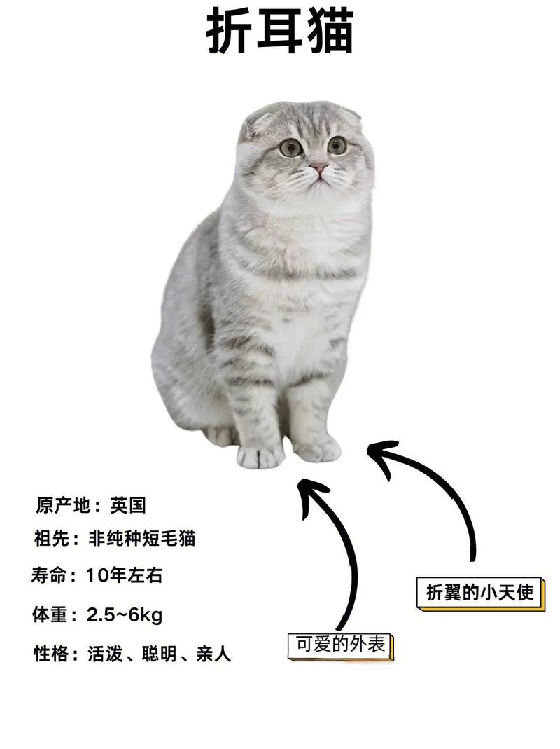 折耳猫寿命短？科学喂养能延长！（折耳猫能活几年）