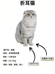 折耳猫寿命短？科学喂养能延长！（折耳猫能活几年）