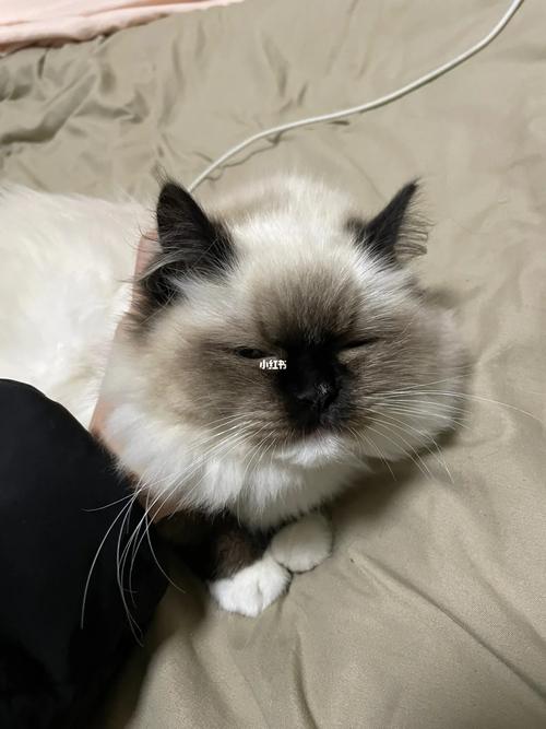 布偶猫不满会记仇？躲藏搞破坏？（布偶猫记仇吗）