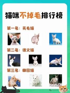 猫咪剃毛不掉毛？别剃！找原因科学护理掉毛少（猫的毛剪短一点就不怎么掉毛）