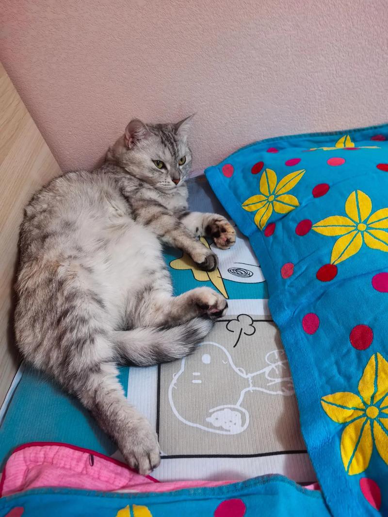 剃完猫毛不洗澡？温和护理皮肤更重要（猫剃完毛后要洗澡吗）