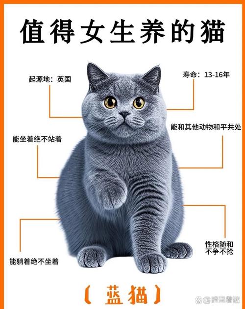 英短猫价格2000元至上万元，性格温顺易胖需细心照料（英短猫多少钱一只）