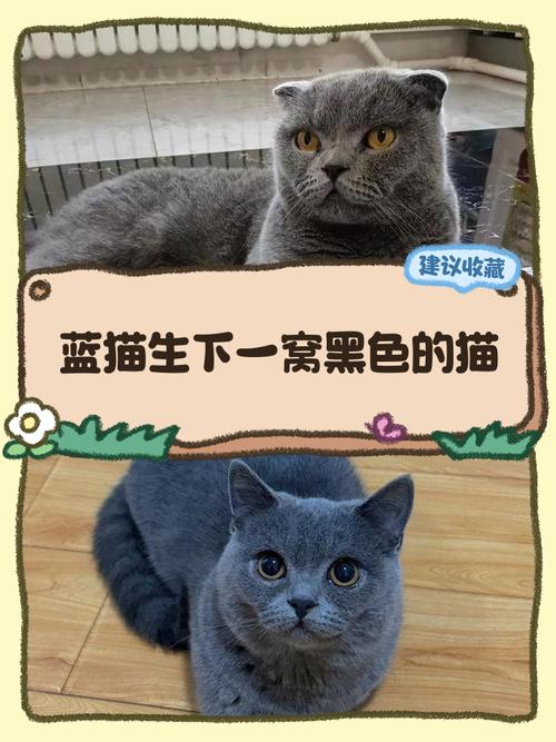 颜值性格难预测，养猫需细心（串串折耳猫和蓝猫生的崽好吗）