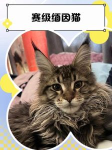 雪球猫的奢华生活（五年了富婆太太娇贵的赛级猫）