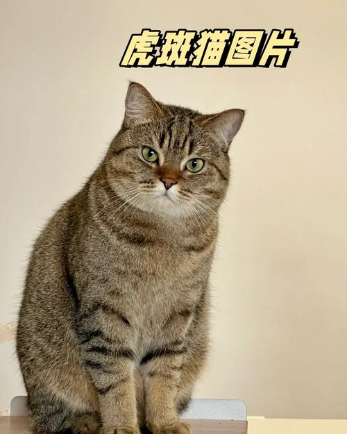 不止美短有，长毛是基因返祖（虎斑猫的图片）