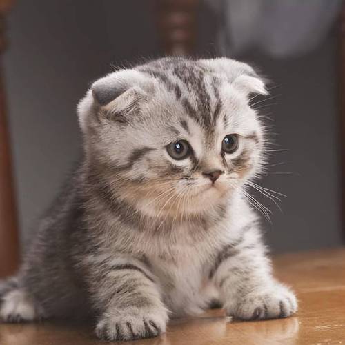 折耳猫健康重要，颜色次要（折耳猫什么颜色最贵）