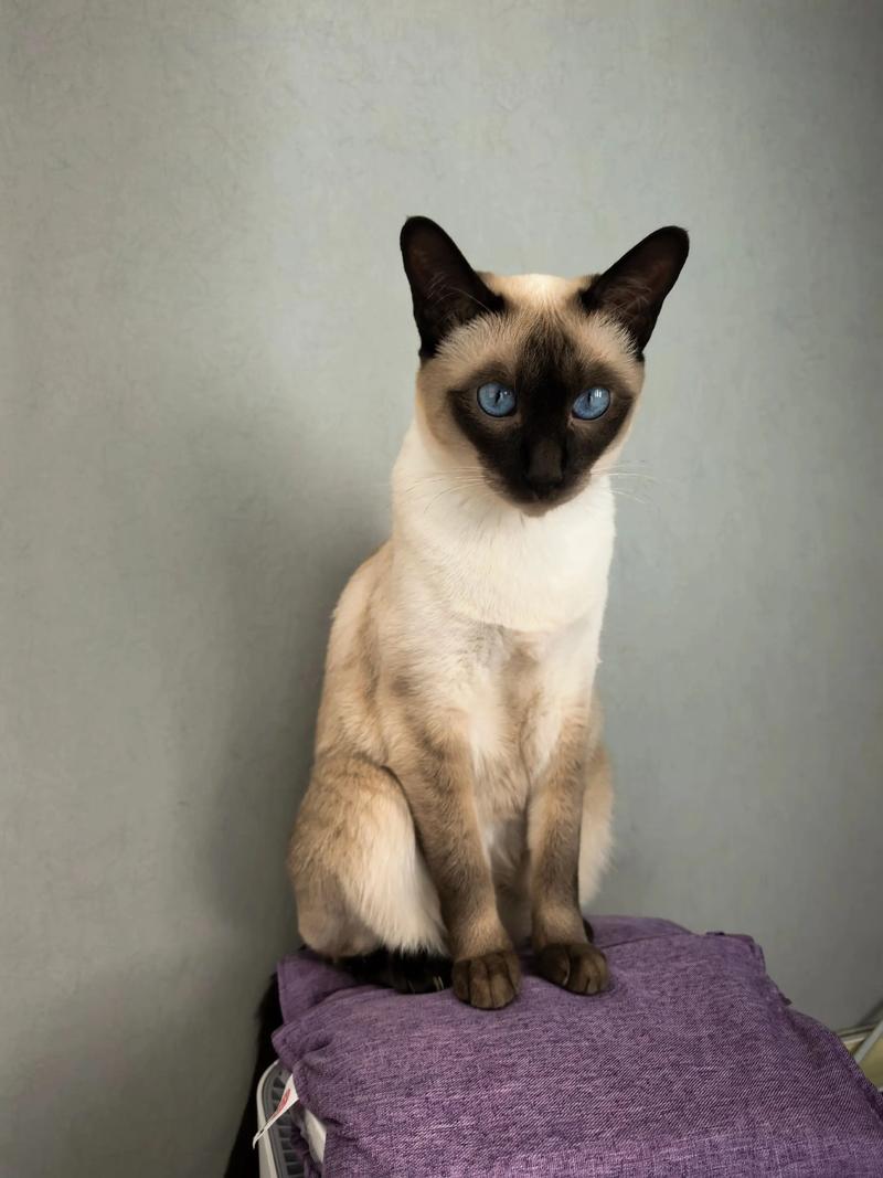 优雅活泼暹罗猫，亲人聪明好伴侣（暹罗猫短毛猫图片）