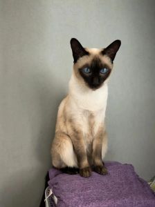 优雅活泼暹罗猫，亲人聪明好伴侣（暹罗猫短毛猫图片）
