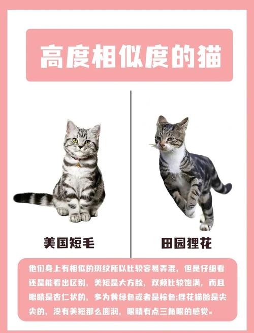 性格外貌大不同（虎斑猫和狸花猫对比图）